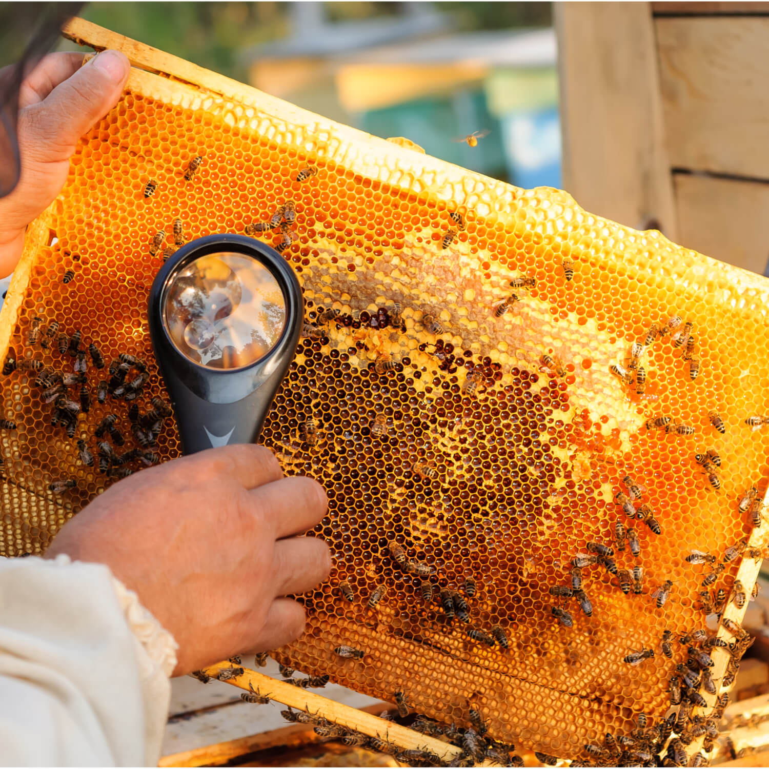 Dokładny przegląd ula – pszczelarz oglądający ramkę przez lupę (szukanie jajeczek).