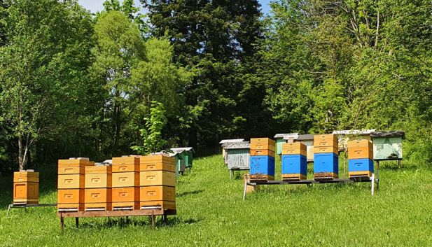 Pasieka Bieszczadzki Miód Liskowate Kolorowe drewniane ule ustawione na zielonej łące na skraju bieszczadzkiego lasu.