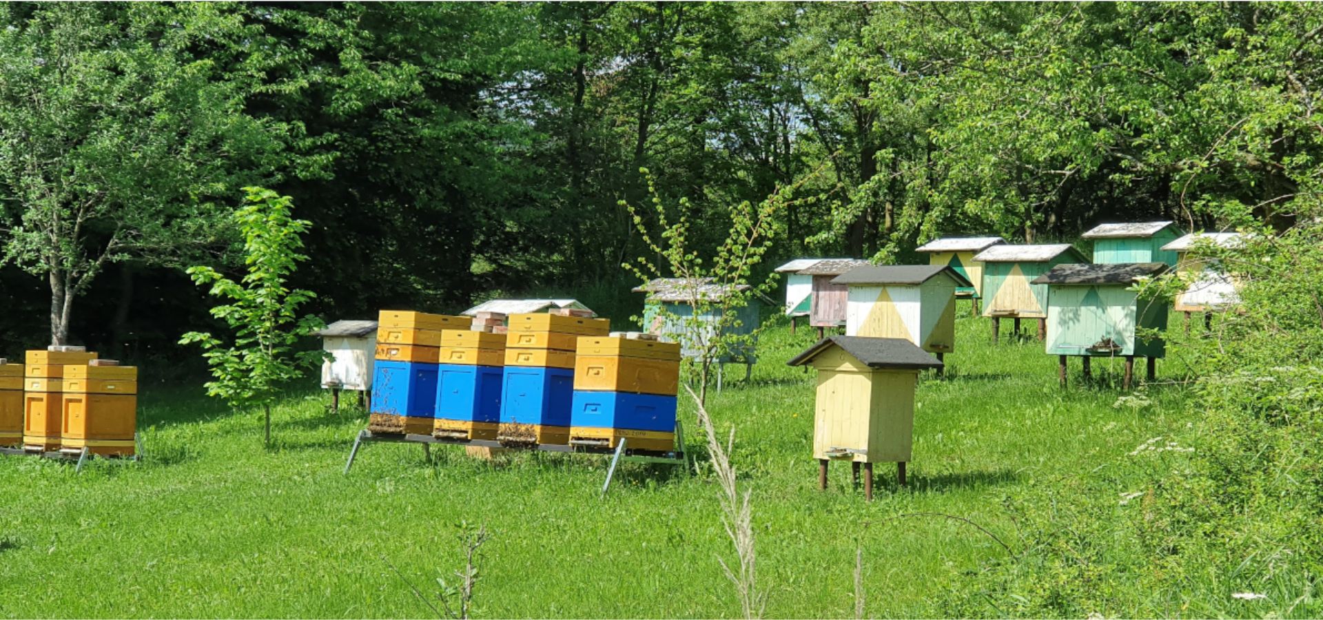 Rząd kolorowych, drewnianych uli ustawionych na zielonej łące w cieniu drzew.