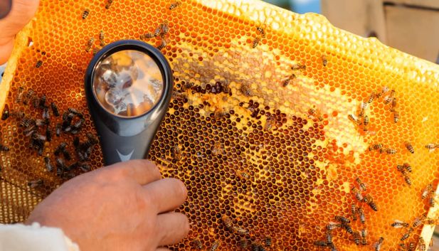 badanie jakości miodu; pszczlarz szuka czerwiu na plastrze miodu