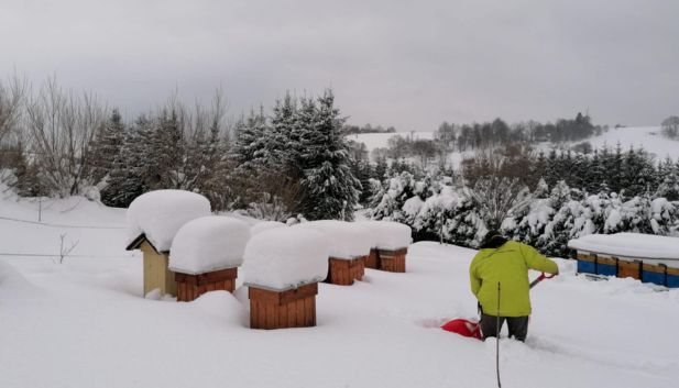pszczelarz odśniezający pasiekę w zimie