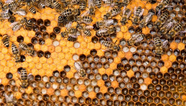 plaster miodu w ulu, wypełniony pszczołami miodnymi na różnych etapach cyklu życia