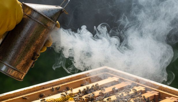 Pszczelarz używa metalowego podkurzacza, wypuszczając kłęby białego dymu nad otwartym ulem pełnym pszczół.