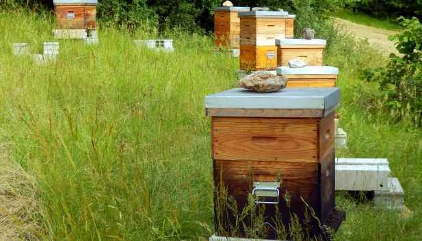 Pasieka stacjonarna na skraju lasu – drewniane ule w wysokiej trawie.