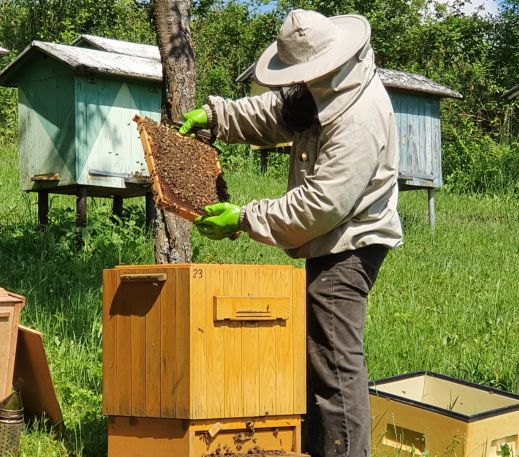 Pszczelarz w stroju ochronnym wyciągający ramkę z miodem z ula w słonecznej pasiece.