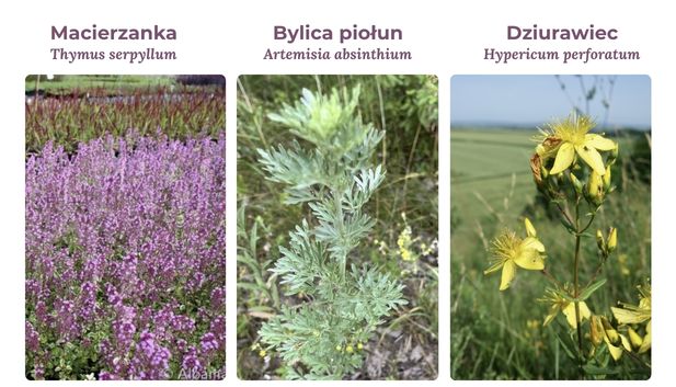 Grafika przedstawiająca zestawienie trzech ziół ze zdjęciami oraz ich polskimi i łacińskimi nazwami. Od lewej strony: kwitnąca na fioletowo Macierzanka (Thymus serpyllum), pośrodku srebrzystozielona Bylica piołun (Artemisia absinthium), a po prawej kwitnący na żółto Dziurawiec (Hypericum perforatum)